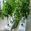 sri lanka coco peat, cocos plus unwashed raw coco peat Hydroponic growbags